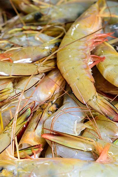 Fresh prawns are available all year round at Grunske's by the River in Bundaberg